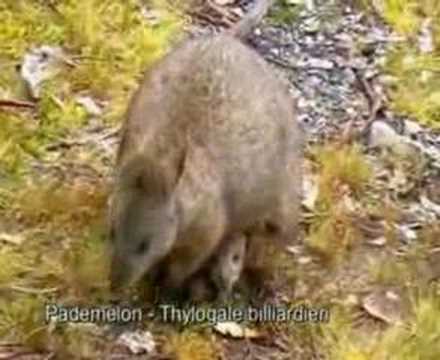 Echidna, Platypus & Co