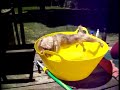 I´m Friend OF Denver Official Guilty! Dog Video (Dog in Trouble)
