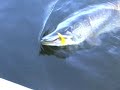 pike fishing pike fishing