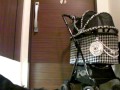 Click here to watch this video AコッカーMapleの犯行現場♪