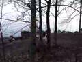 Borzoi video