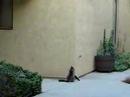 Spidergato Spidergato
