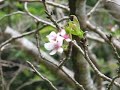 Observation Cherry trees No.5 Somei-yoshino ????????????? Observation Cherry trees No.5 Somei-yoshino ?????????????