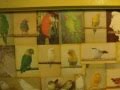 インコ オウム ドア **Ghost House in Tokyo Japan**
