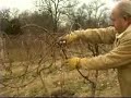 Pruning table grapes in the Ozarks