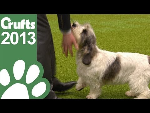 0 Crufts 2013 Best in Show Winner