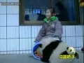 lovely pandas in the Wolong Panda Base, China lovely pandas in the Wolong Panda Base, China
