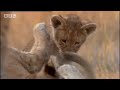 BBC: Swamp Cats - Family - Not Foe