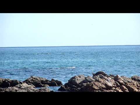 orcas, los barriles