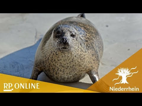 Winter im Tiergarten Kleve - bei Sonne kommen die T ...