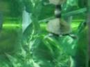Terrapins