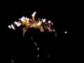 BOVALINO FUOCHI 2008 - FIREWORKS