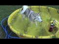 Copper, The Water Husky Copper, The Water Husky
