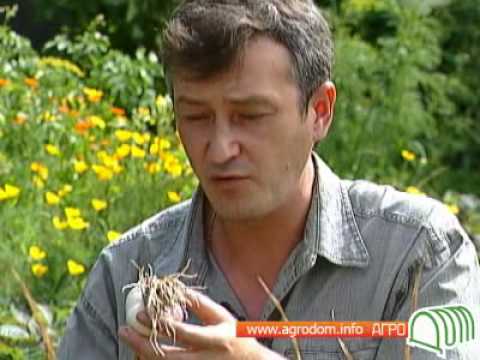 чеснок