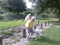 Hobbit, Dog or Parrot