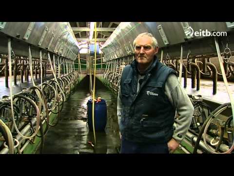 ganado leche - Ganado: Visitamos una explotación de vacuno de leche. 'Sustraia' visita las modernas instalaciones del caserío Ondartzabitarte y nos muestra la evolución que...