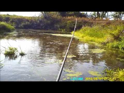 Froggin Nebraska