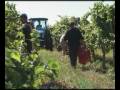 videos de Csabagyöngye szüret 2007 (Reuters)