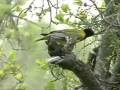 Black Headed Oriole