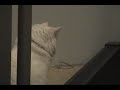 Lazy Cat On A Treadmill