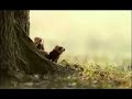 Milky Bar  Advertising Commercial