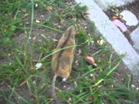 infomima17 - Katze hat vor der Maus angst.