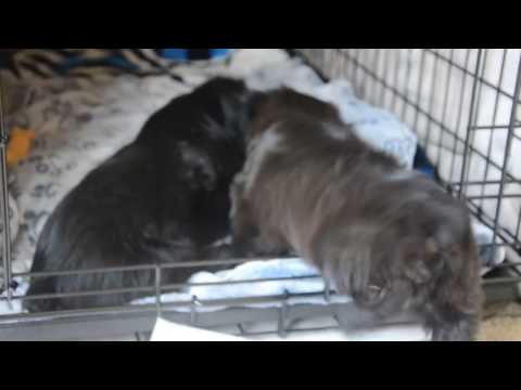 Shorkie puppies playing
