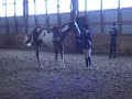 Heartland Silver Classic - Sr. Showmanship