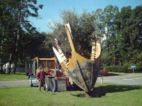 how to transplant an oak tree