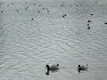 Black & White Ducks, Gray Water, Fairmont Park, Riverside CA Black & White Ducks, Gray Water, Fairmont Park, Riverside CA