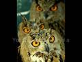 Owl Music Video