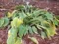 Brooke Smith Winter Gardening