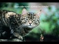 Cat Health Secrets Cat Health Secrets