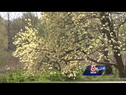 how to relieve sneezing allergies