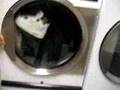shafin in the dryer