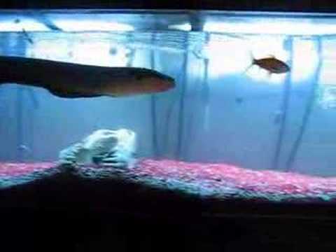 OHIO STATE ELECTRIC EEL SMASHING ON ...