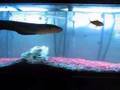 OHIO STATE ELECTRIC EEL SMASHING ON FISH--unagi the beast 
