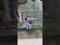 Click here to watch this video MARUMIYA よしや / チンパンジー大好き ♪