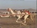 videosالهجن كسر تيم سباق للبكره محبه فطيم