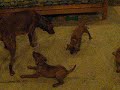 more Rozsi and pups at 7 weeks