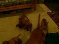 more Rozsi and pups at 7 weeks