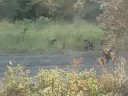Lake Manyara baboons
