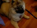 Kona rolling over - keeshond puppy