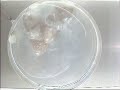 Tribolon: Water Based Self-Assembly Robot