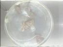 Tribolon: Water Based Self-Assembly Robot