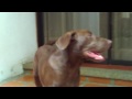 SAM: El perro matemático