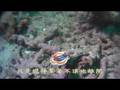 20080412-18sulu sea 潛水之旅0417
