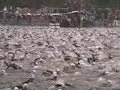 IMLP '06 Swim Start