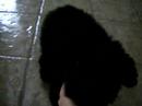 My Dog Sparky