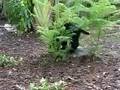 Puppy Maggie in the garden